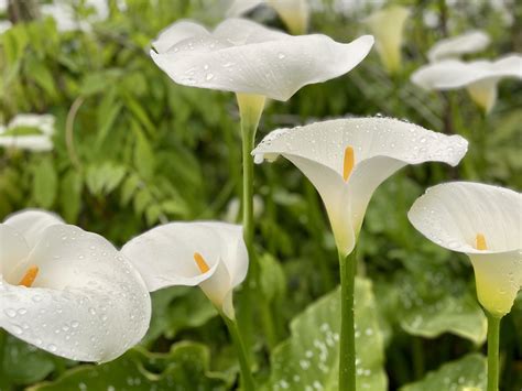 馬蹄蘭 花語|鮮花趣聞：Calla Lily馬蹄蓮 